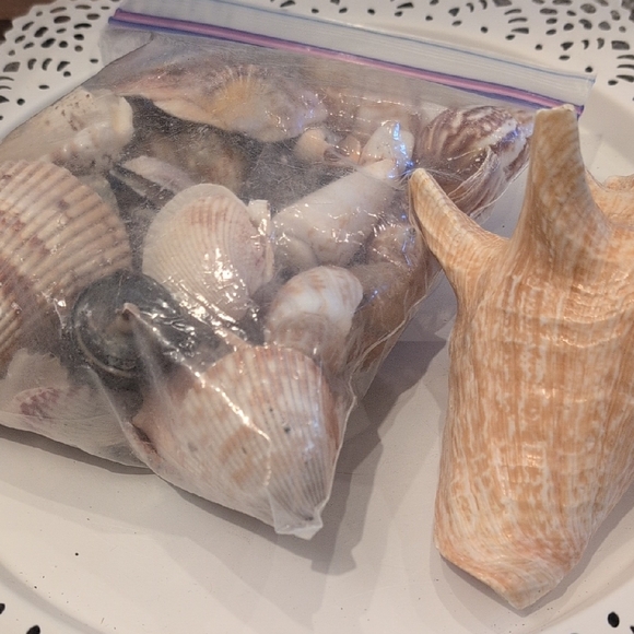 Assorted Seashell Collection - Picture 6 of 6